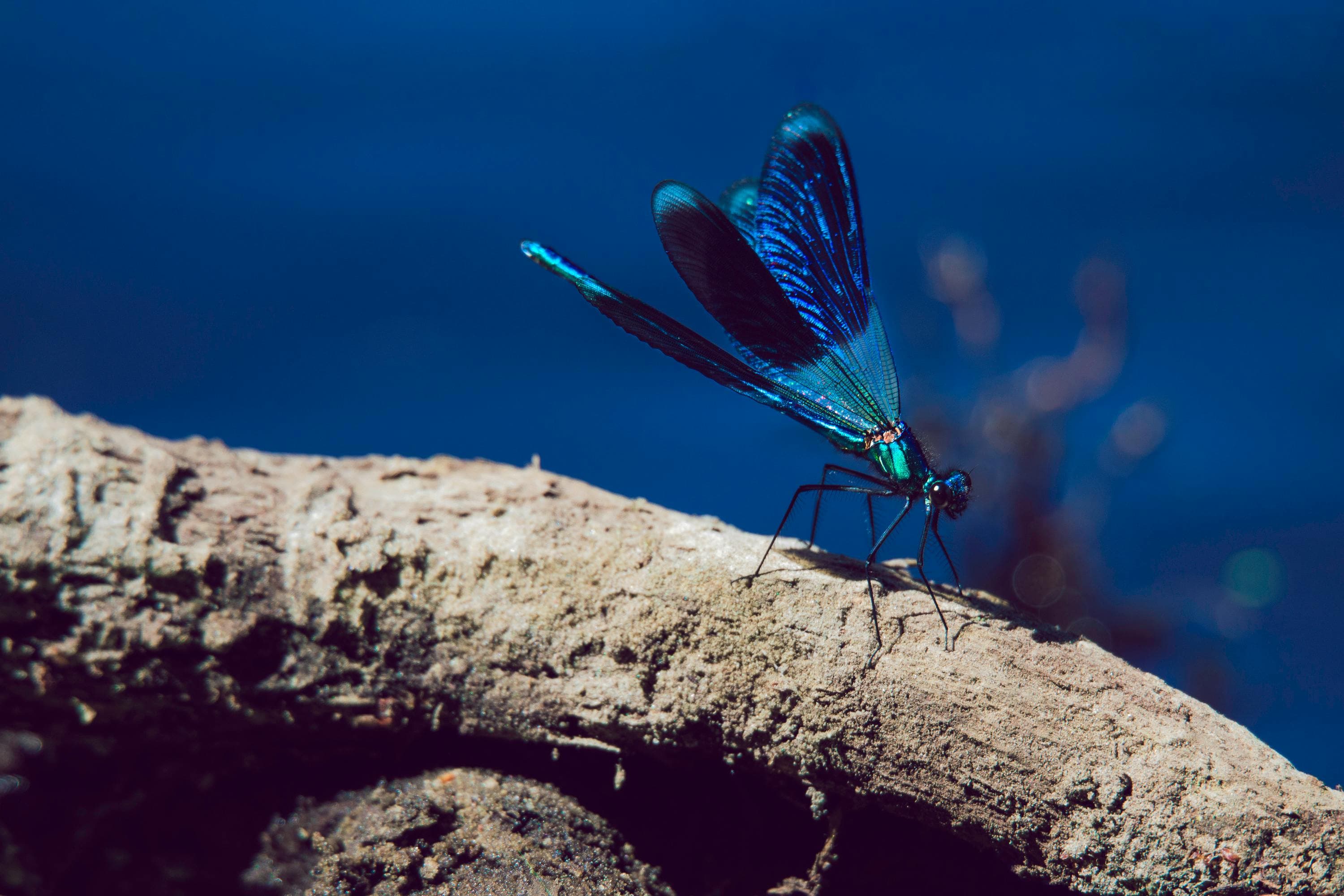Azure Dragonfly on Driftwood – Fine Art Nature Photography Print